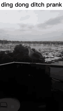 Bird Seagull GIF - Bird Seagull GIFs