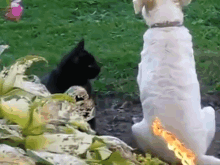Cat Dog Backrub 3 GIF - Cat Dog Massage GIFs