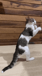 Cat Fighting Cat Punching GIF - Cat Fighting Cat Punching Cat Throwing Hands GIFs