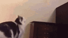Cat Nap GIF - Cat Nap Nap Time GIFs