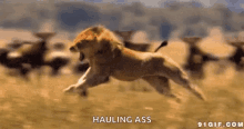 Lion Running GIF - Lion Running Hauling GIFs
