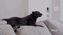 Tail Wagging Elsa GIF - Tail Wagging Elsa National Geographic GIFs