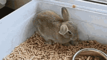 Bunny Wasted GIF - Bunny Wasted GIFs