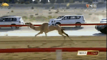Laughing Hysterically Camel GIF - Laughing Hysterically Camel Camels GIFs