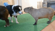 capybara dog lick animals