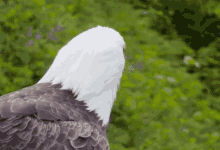 Eagle Eyes GIF