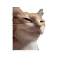 a close up of a cat making a funny face