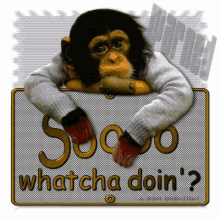 Watcha Doin Chimp Asks So GIF - Watcha Doin Chimp Asks So GIFs
