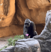 a gorilla holds a pink flower in its hand