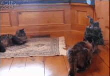 Scared Cat GIF - Scared Cat Funny GIFs