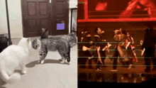 two cats standing next to each other and a group of people on a stage