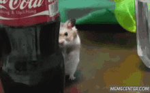 When You'Re Mad, But Then You Get Hungry. GIF - Hamster Mad Hamster Pissed GIFs