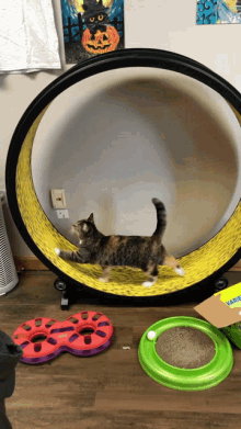 Hamster Wheel GIF - Hamster Wheel Kitty GIFs