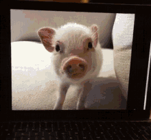 Pig Wall Paper GIF