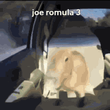 Joe Romula Joe Romula3 GIF