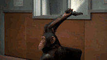 Monkey Point Gun Monkey GIF - Monkey Point Gun Monkey Gun GIFs