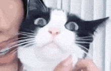 a woman is petting a black and white cat .