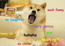 Ownthedoge GIF - Ownthedoge GIFs