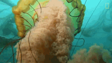 Swimming Around This Jellyfish Contains An Ecosystem GIF