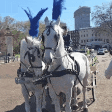 two white horses are pulling a carriage down a street