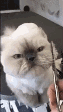 Cat Barber GIF - Cat Barber Purrfect GIFs