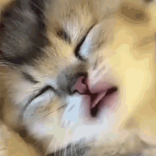 Cute Kitten Sleeping GIFs | Tenor