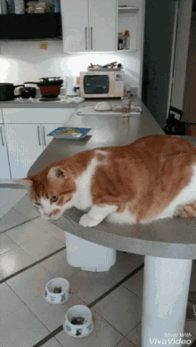 Cat Thuglife GIF - Cat Thuglife Nope GIFs