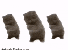 three cats are standing on their hind legs with their paws up