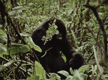 investigating dian fossey narrates her life with gorillas in this vintage footage world gorilla day observing looking around