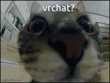 Cat Vrchat GIF - Cat Vrchat GIFs