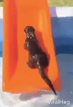 Dogs Slide GIF - Dogs Slide Playground - Discover & Share GIFs