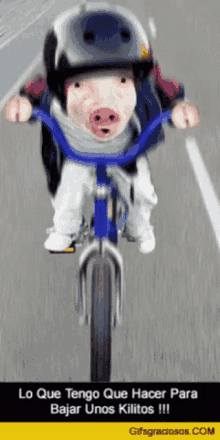Pig Motorcycle GIF - Pig Motorcycle GIFs