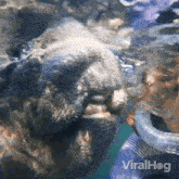 Nibble Manatee GIF - Nibble Manatee Viral Hog GIFs