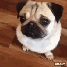 Dog Pug GIF - Dog Pug Cute GIFs