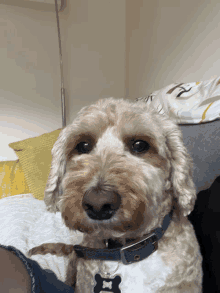 What The Dog GIF - What The Dog GIFs