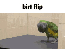 Bird Birds GIF - Bird Birds Birt GIFs