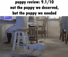 Puppy Review Dog Review GIF - Puppy Review Dog Review Puppy GIFs