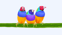three colorful birds perched on a green branch .