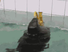 Seal Spinning GIF - Seal Spinning Sax GIFs