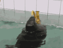 GIF