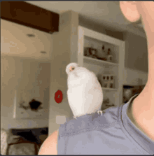 You Just Got Bird Ashley Made Me GIF - You Just Got Bird Ashley Made Me Burd GIFs