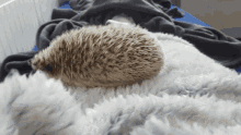 Hedgehog Fat GIF