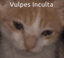 Vulpes Inculta GIF - Vulpes Inculta GIFs