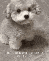 Dog Ears Flapping GIF - Dog Ears Flapping Ears GIFs