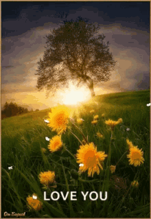 good morning with love sabah lkhir sunflowers
