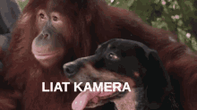 Liat Kamera Pasang Muka Manyun GIF - Dog Anjing Orang Utan GIFs