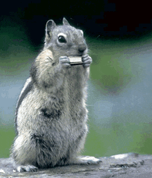 a squirrel is eating a piece of bread with its paws