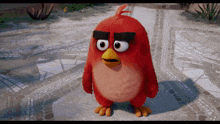 Angry Birds Getting Angry GIF - Angry Birds Angry Getting Angry GIFs