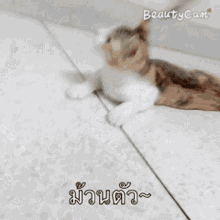 บิงซู Bingsu GIF - บิงซู Bingsu Kitten GIFs
