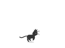 running black cat cat kitty kitten